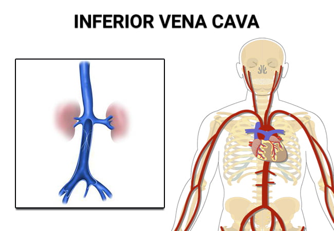 Inferior Vena Cava